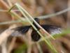 Hemipenthes morio